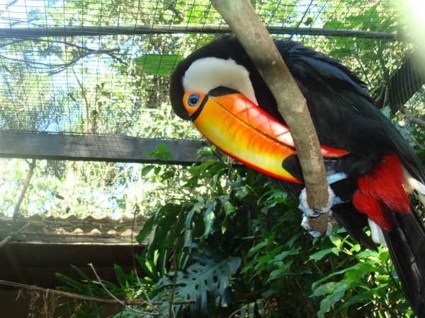 Visita ao Parque das Aves