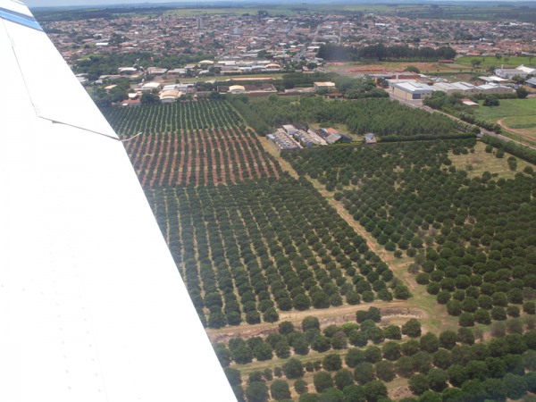 Apos decolar em Itápolis, plantação de laranja